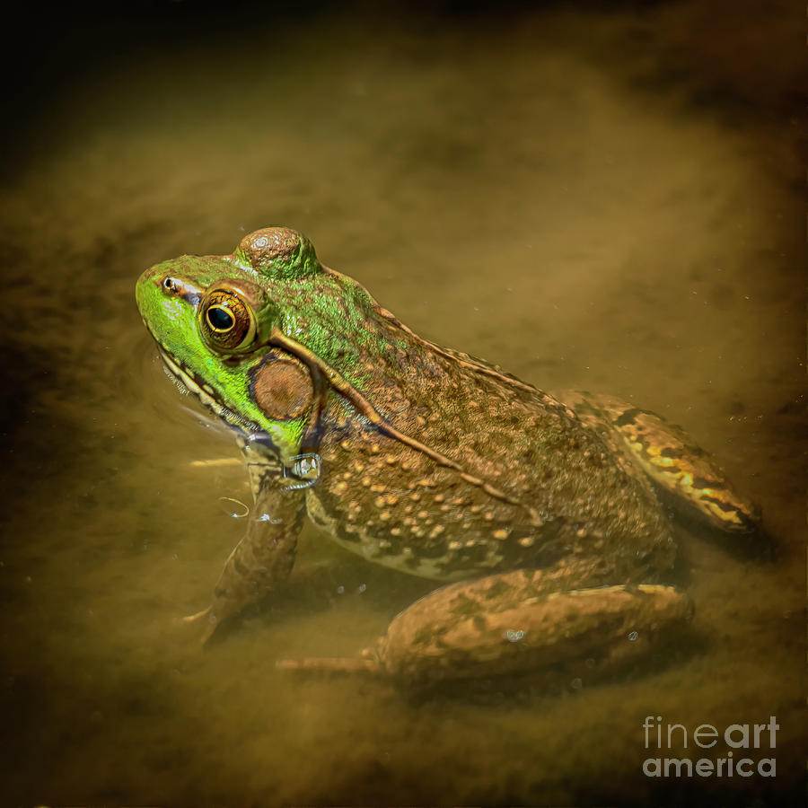 Common Pond Toad Photograph