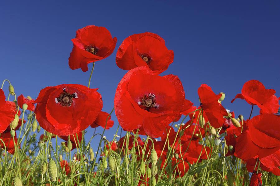Common Poppies, Papaver rhoeas, in front of blue sky Photograph by Westend61