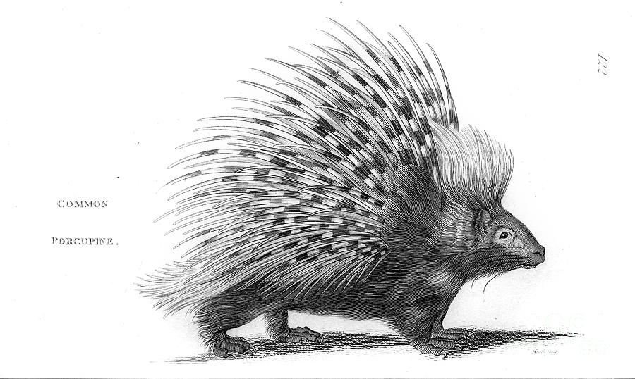 Common Porcupine By Shaw r1 Drawing by Historic illustrations