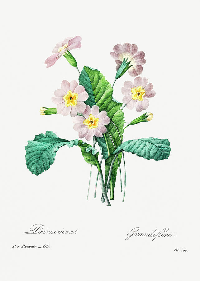 Common Primrose Painting by World Art Collective