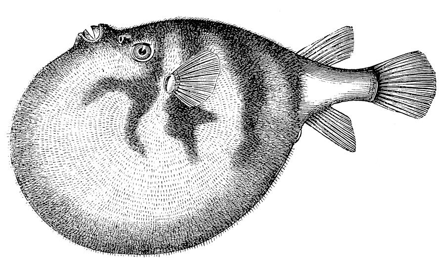 Common Puffer or Pufferfish (Tetraodon Cutcutia) Drawing by Ilbusca