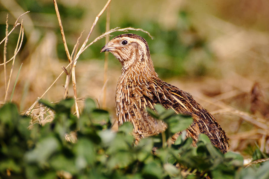 Common quail (Coturnix coturnix) Photograph by Mauribo