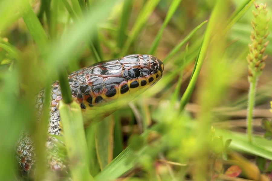 Common Rainbow Snake in the Grass Photograph by Liza Eckardt