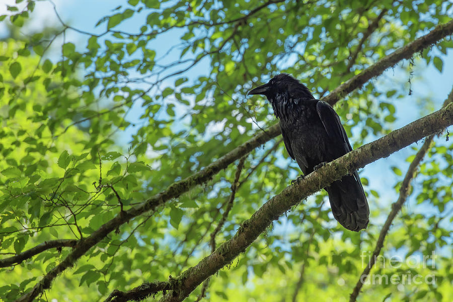 Common Raven in Sitka Forest #1 Photograph by Nancy Gleason