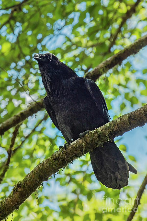 Summer Photograph - Common Raven in Sitka Forest #2 by Nancy Gleason