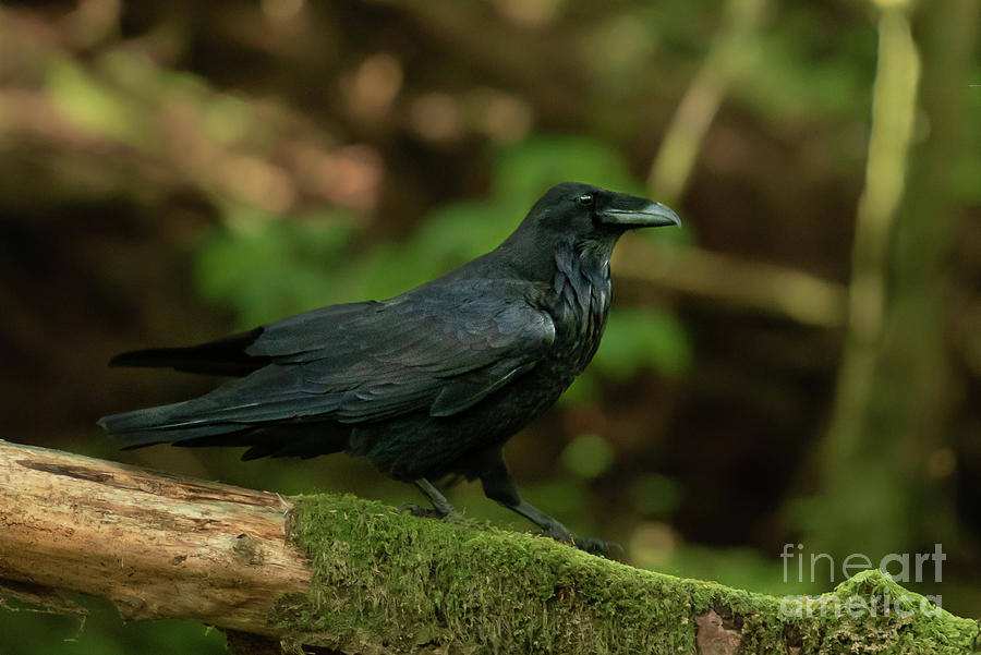Summer Photograph - Common Raven in Sitka Forest #3 by Nancy Gleason