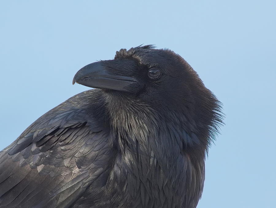 Common Raven Photograph by Jamie Pentney - Fine Art America