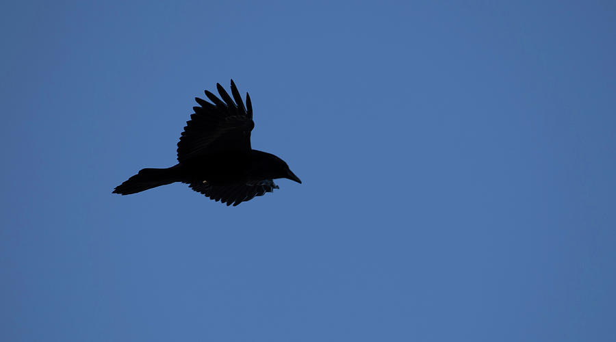 Common Raven Photograph By Laura Lynn Greenberg Fine Art America