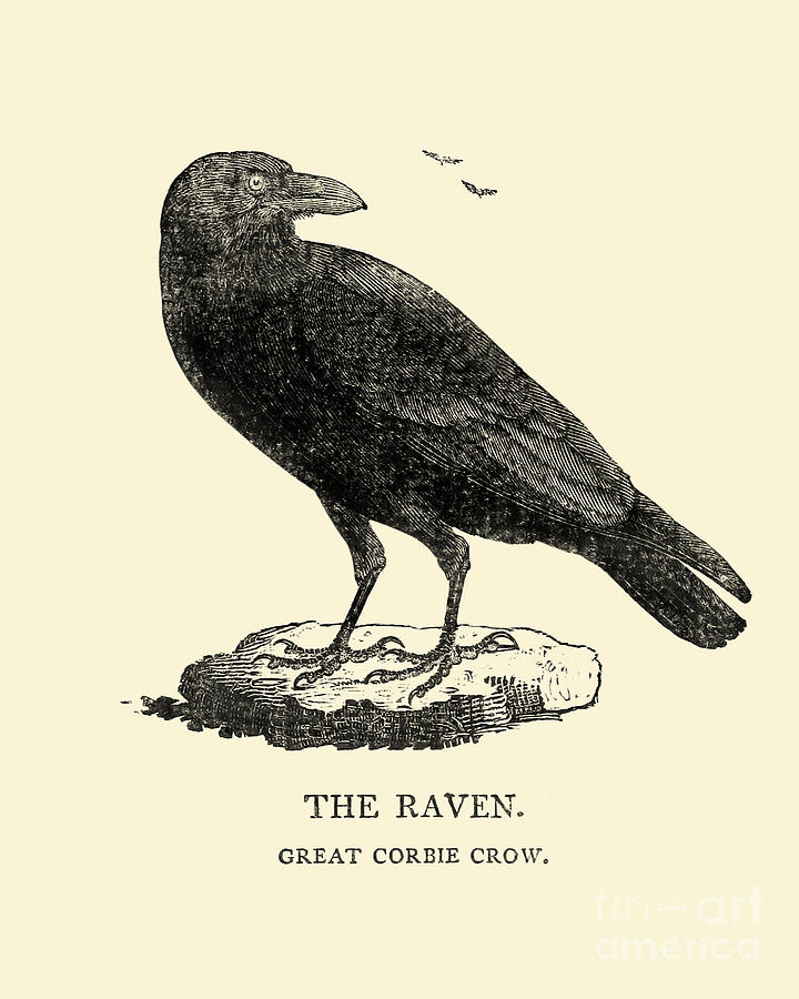 Raven Digital Art - Common Raven by Madame Memento