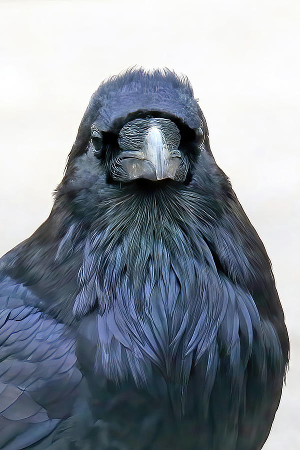 Common Raven Photograph by Shixing Wen