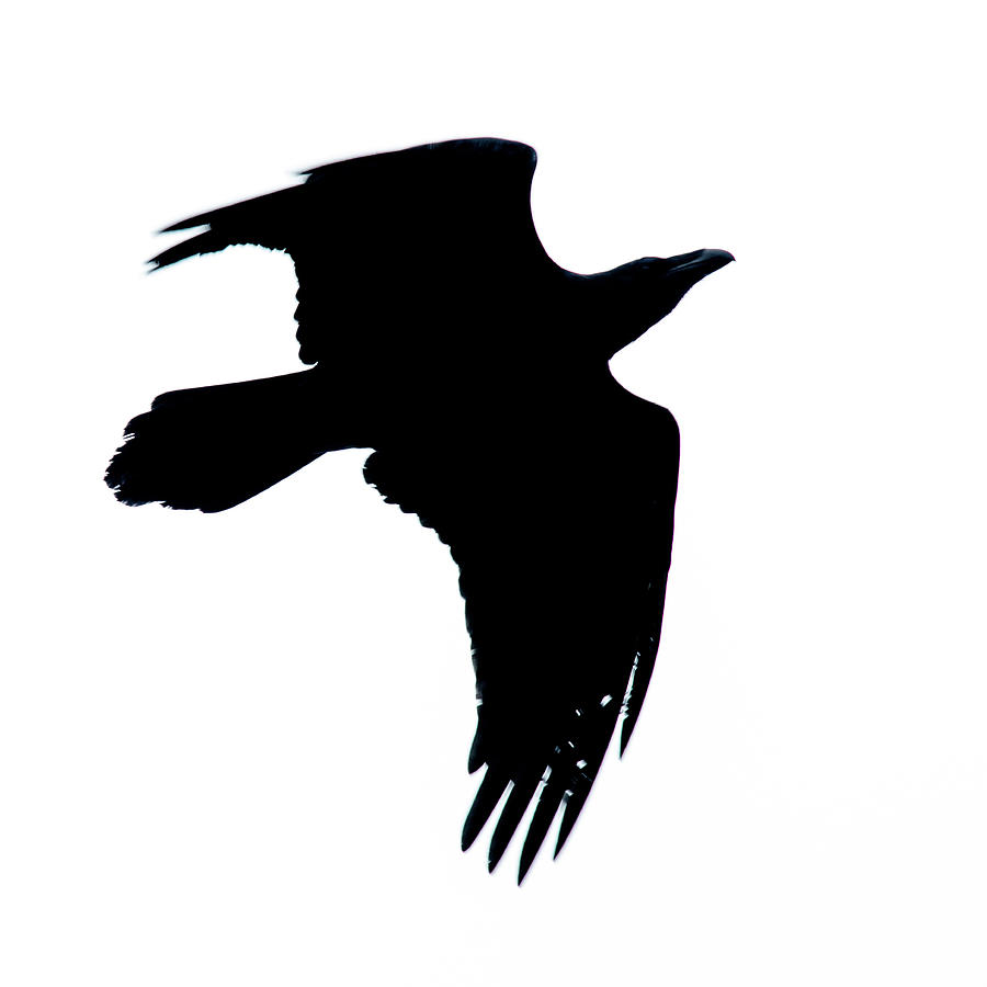 Common Raven Silhouette Photograph by Ken Stampfer