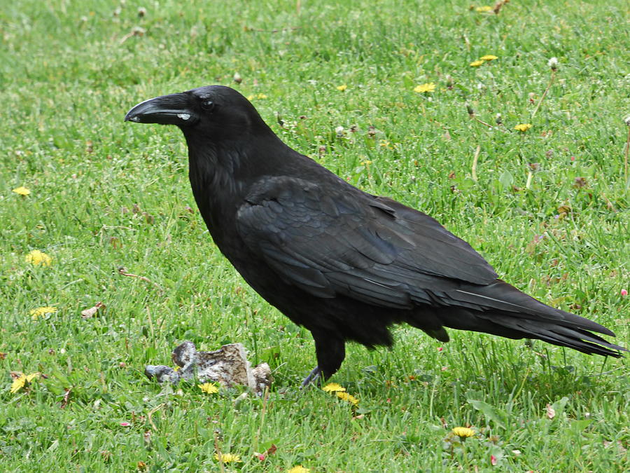 Common Raven with Prey Photograph by Lyuba Filatova