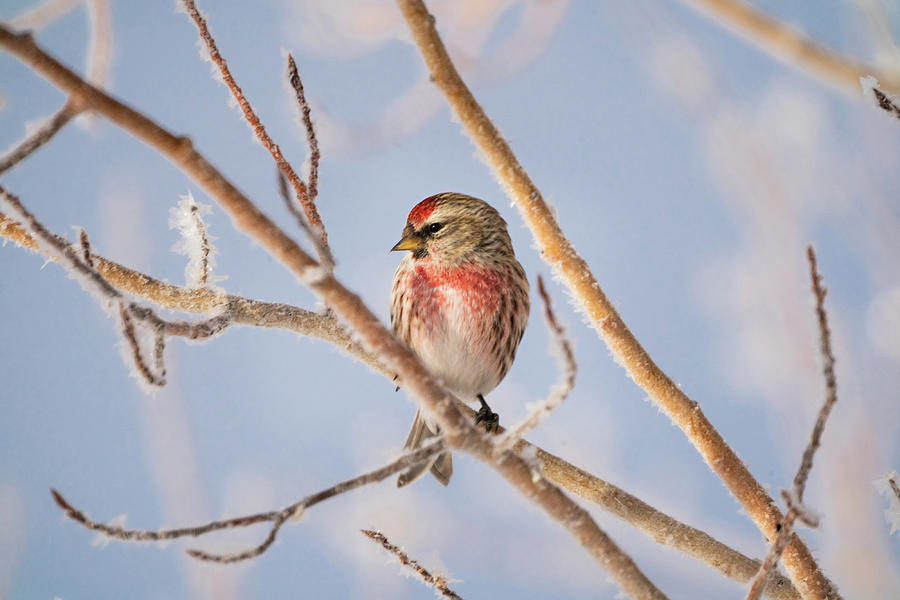 Common Red Poll Wyoming  Photograph by Julieta Belmont