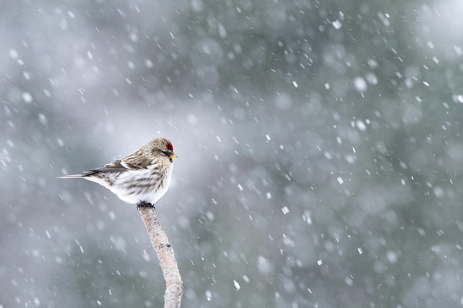 Common Redpoll and snow Photograph by Jan Luit