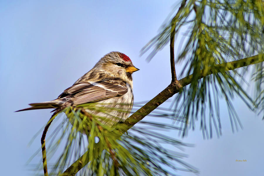 Bird Photograph - Common Redpoll Bird by Christina Rollo