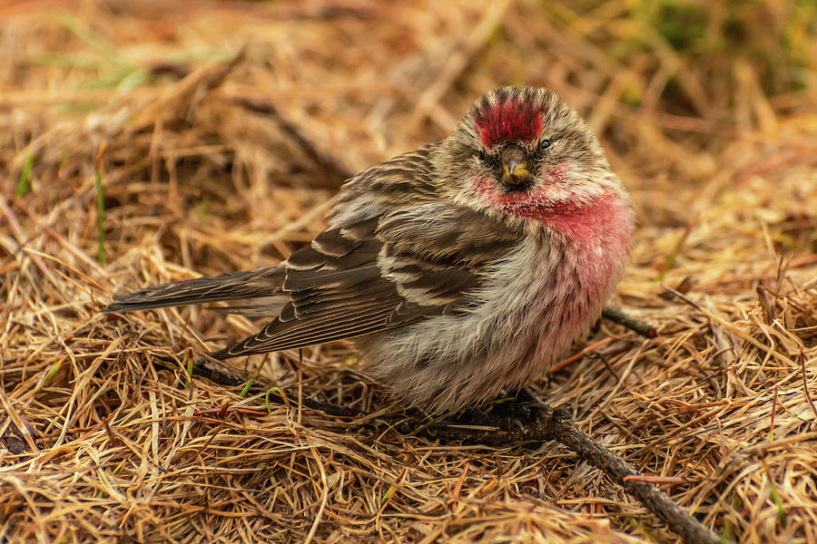 Common Redpoll Photograph by Constance Puttkemery