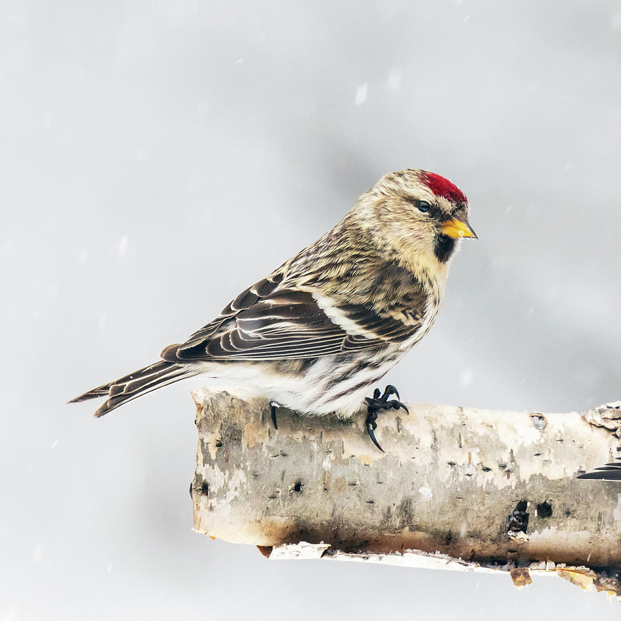 Common Redpoll Photograph by John Rowe