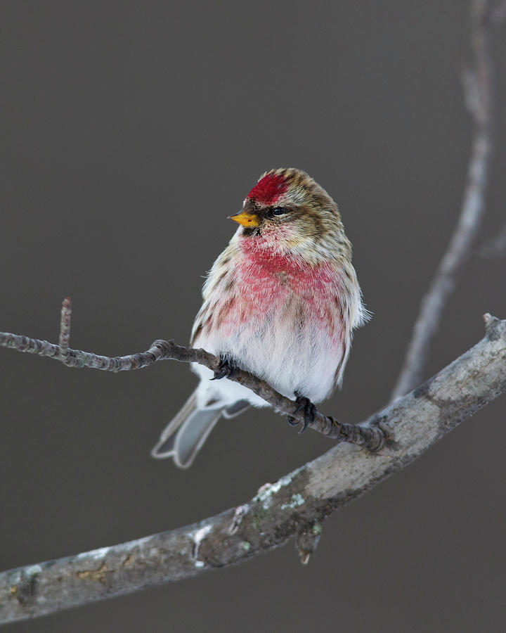 Common Redpoll Photograph by Timothy McIntyre