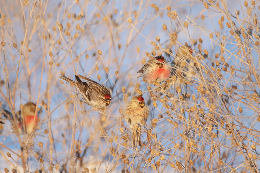 Common Redpolls Photograph by Brook Burling