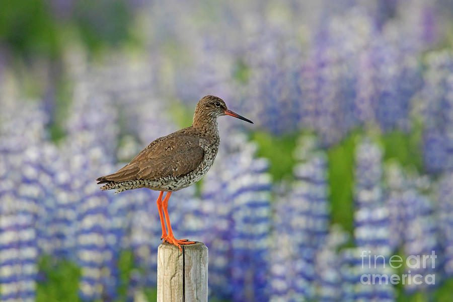 Common Redshank and Lupines Photograph by Arterra Picture Library