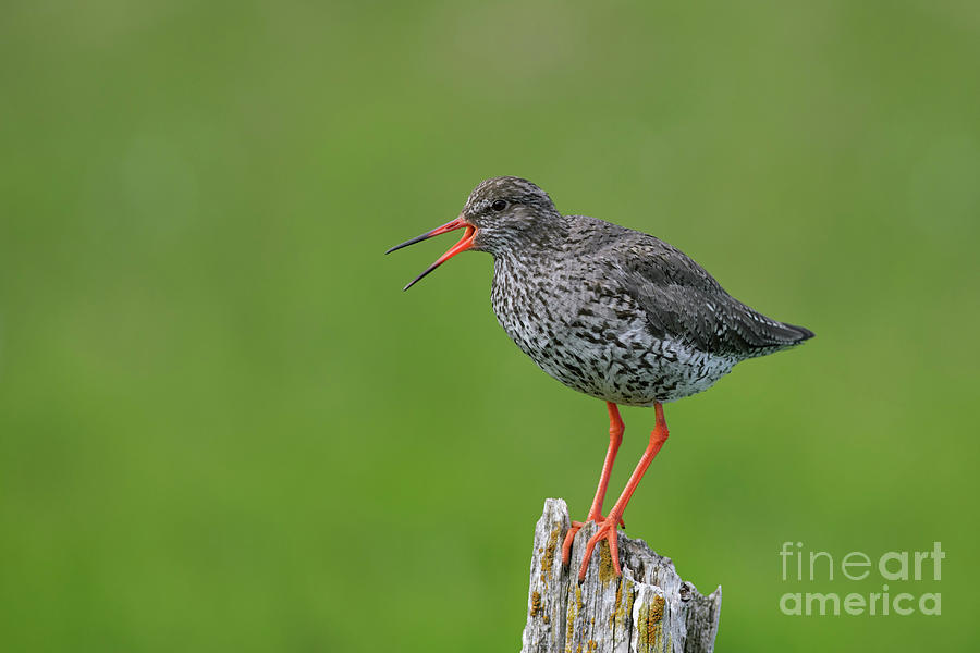 Common Redshank Calling Photograph by Arterra Picture Library