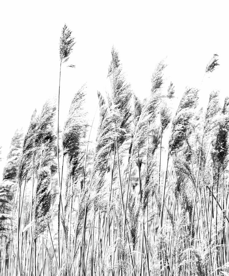 Common Reed Black And White Photograph by Dan Sproul Common Reed Black And White Photograph by Dan Sproul