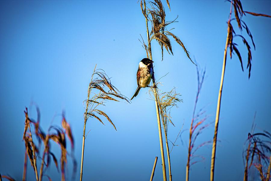 Common reed bunting 1 #l1 Photograph by Leif Sohlman