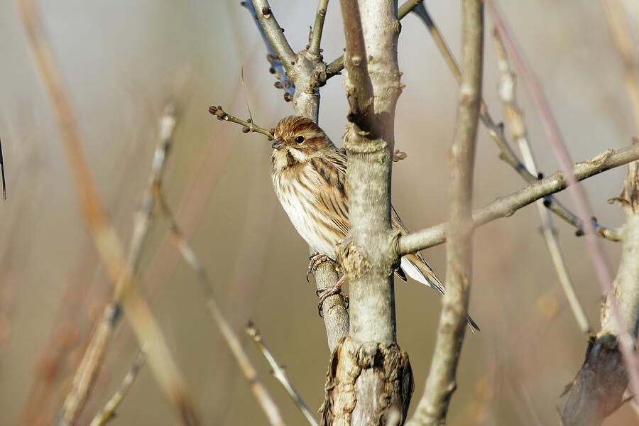 Wildlife Photograph - Common reed bunting female by Eric BRENAC