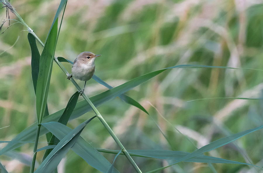 Common reed warbler, acrocephalus scirpaceus, on a branch Photograph by Elenarts - Elena Duvernay photo
