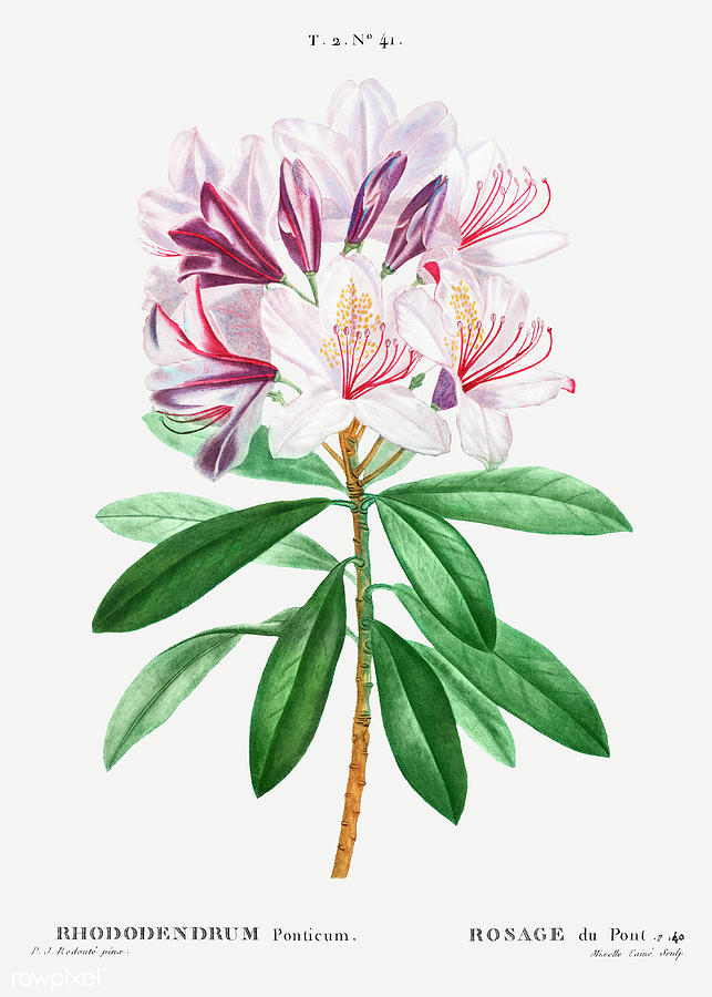 Common Rhododendron  Painting by World Art Collective