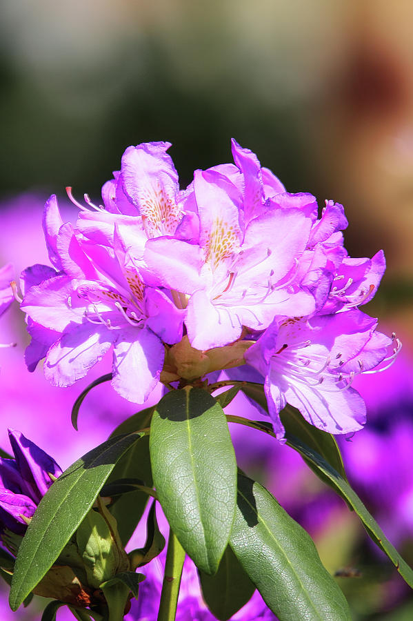 Common Rhododendron  Photograph by Scott Burd