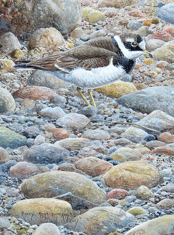 Common Ringed Plover Painting by Barry Kent MacKay
