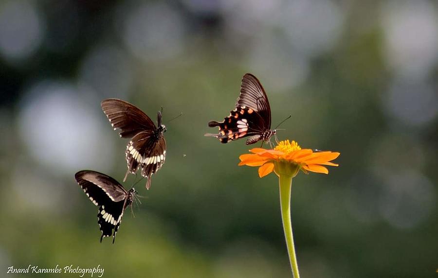 Common rose butterfly Photograph by Anand Karambe