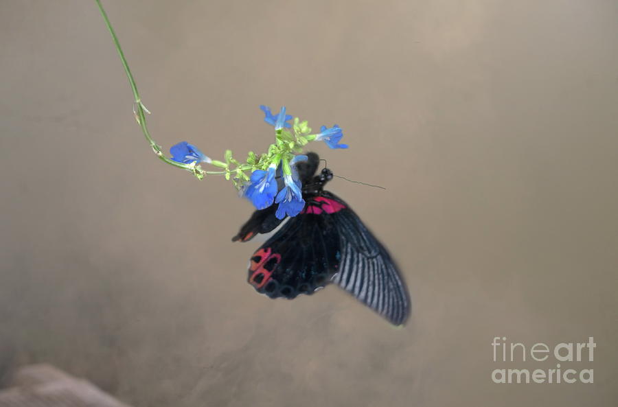 Common Rose Butterfly On Flower Photograph by Michelle Meenawong