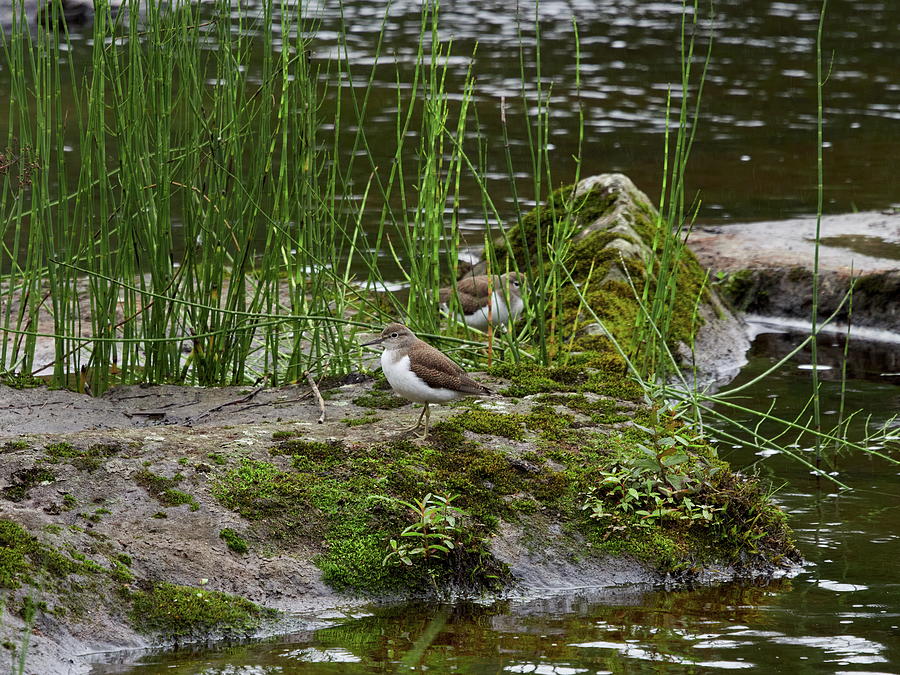 Common sandpiper and the other one hiding Photograph by Jouko Lehto