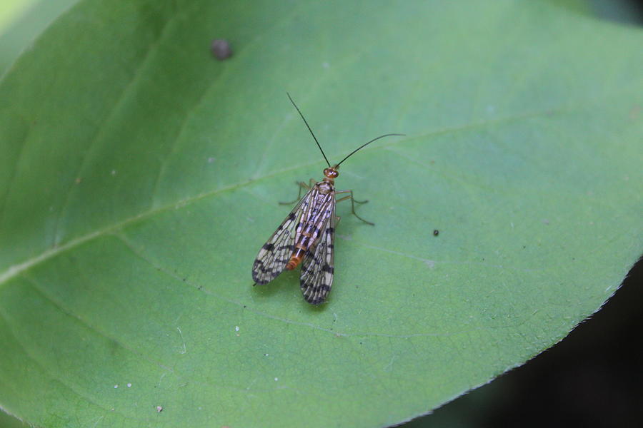 Scorpion Fly Photograph - Common Scorpion Fly by Callen Harty Scorpion Fly Photograph - Common Scorpion Fly by Callen Harty