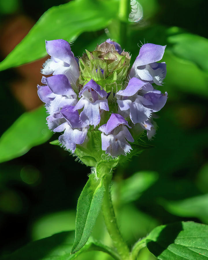 Common Selfheal or Heal-all DFL1424 Photograph by Gerry Gantt