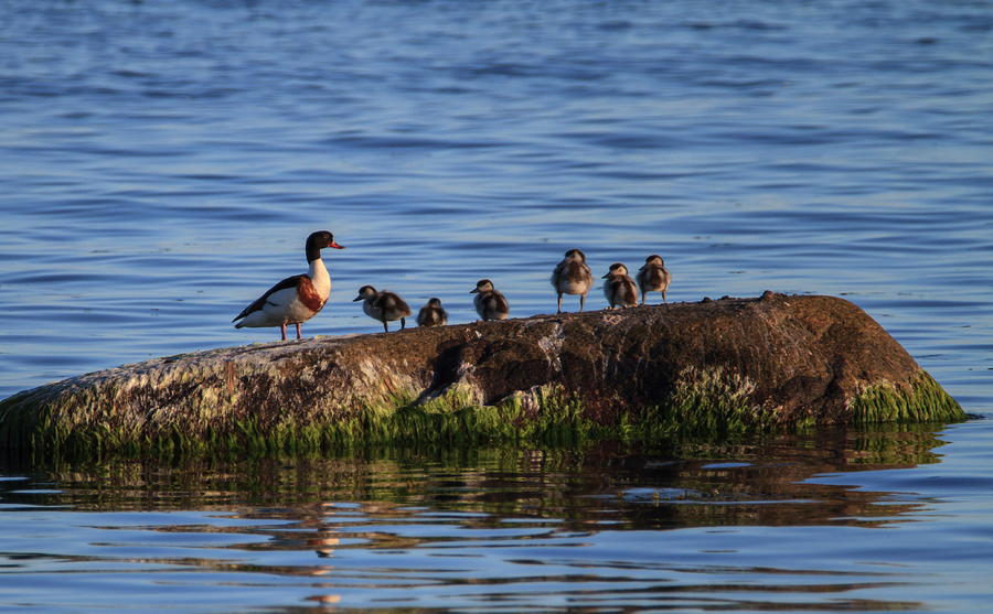Common shelduck, Tadorna tadorna, and ducklings, Telleborg, Sweden Photograph by Elenarts - Elena Duvernay photo