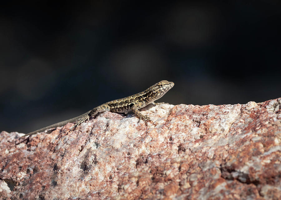 Arizona Photograph - Common Side-blotched lizard by Rosemary Woods Images