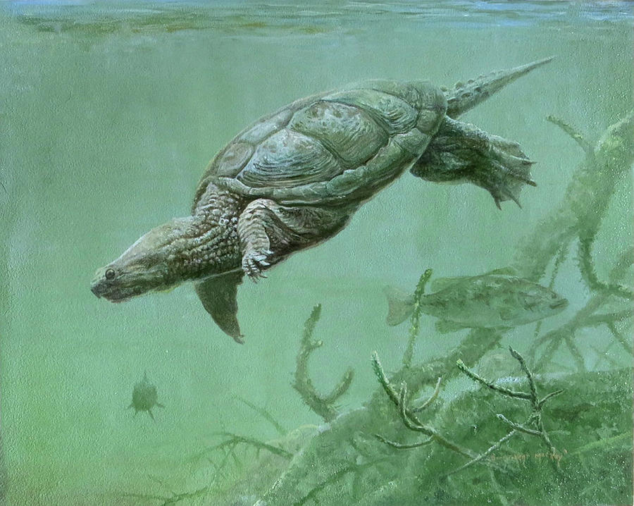 Turtle Painting - Common Snapping Turtle by Barry Kent MacKay