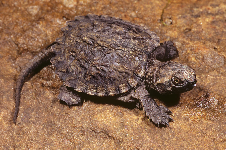 Common Snapping Turtle, Hatchling Photograph by Michael Redmer - Fine ...