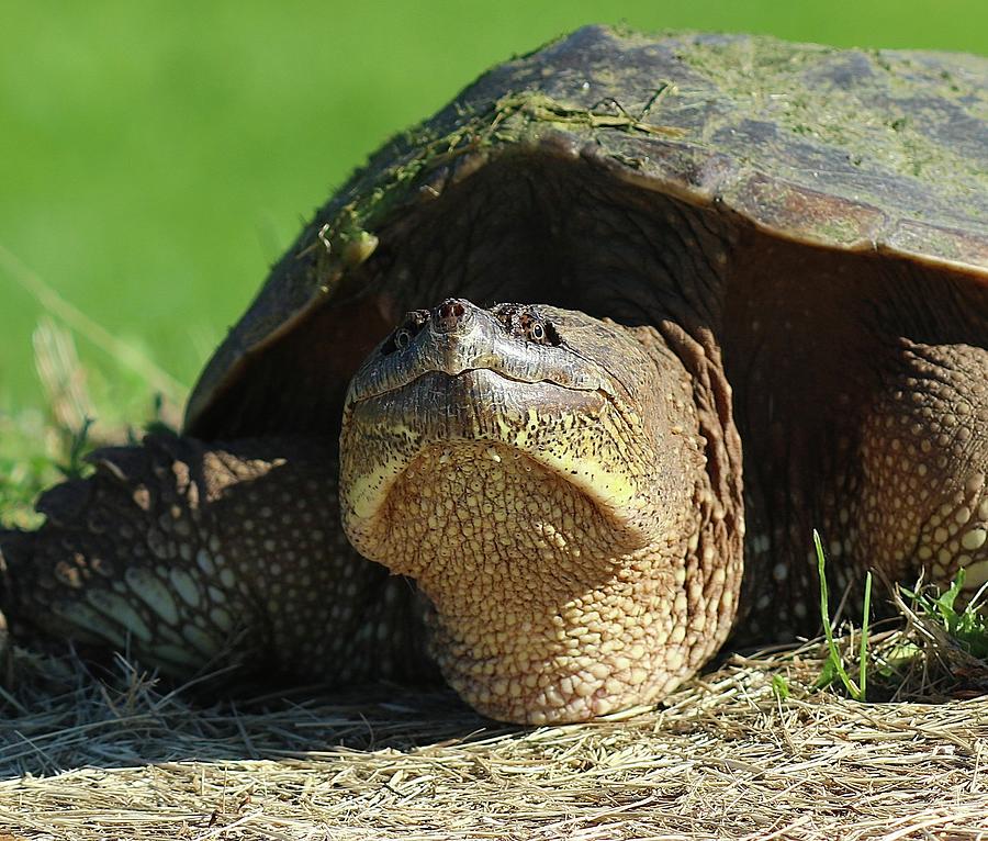 Common Snapping Turtle Photograph By John Dart - Fine Art America