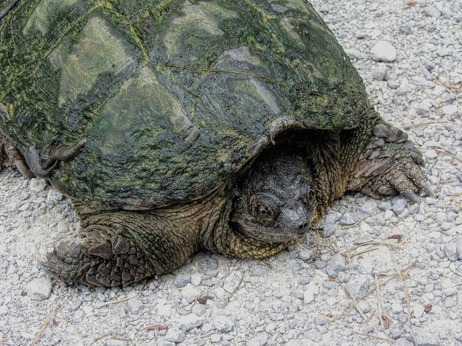 Common Snapping Turtle  Photograph by Kathy Clark