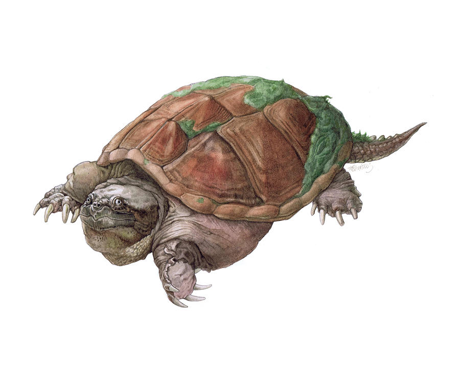 Common Snapping Turtle Painting by Killackey Illustration