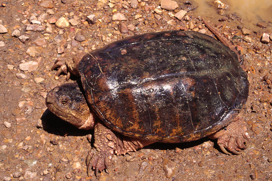 Common Snapping Turtle Photograph by Michael Redmer - Fine Art America