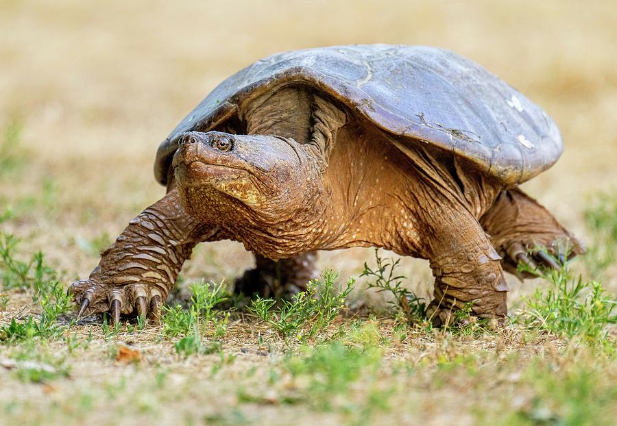 Common Snapping Turtle Photograph by Ray Whitt - Fine Art America