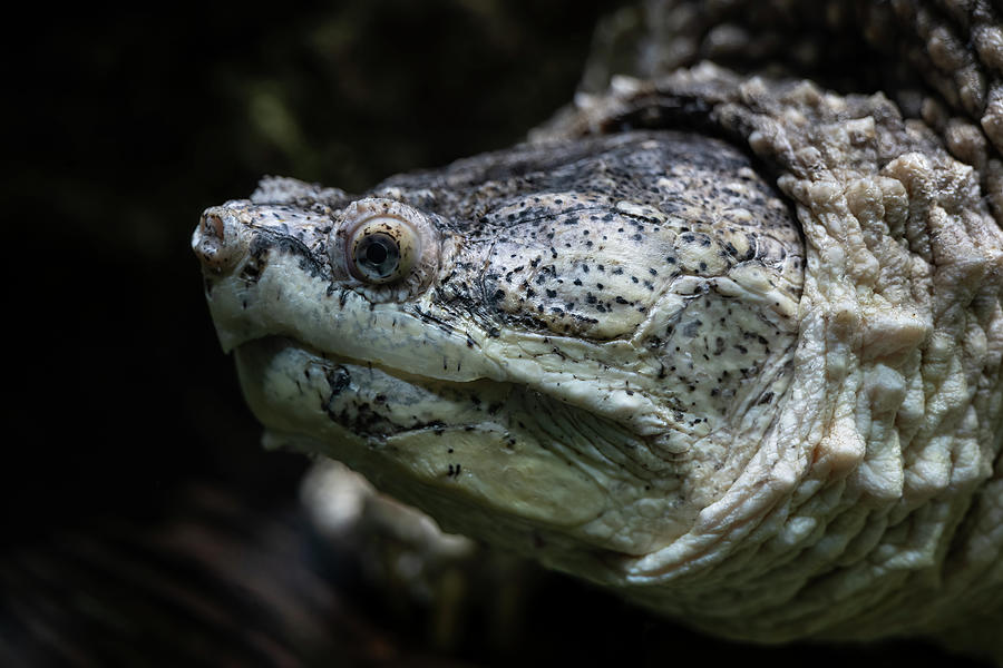 Common Snapping Turtle Underwater Portrait Photograph by Artur Bogacki