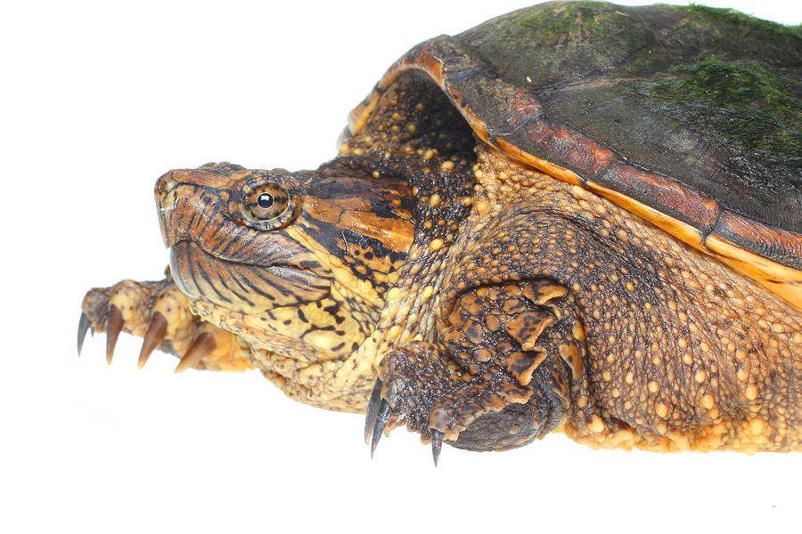 Common Snapping Turtle, White Background Photograph by Michael Redmer ...