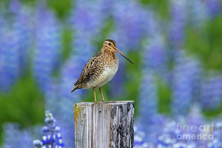 Common Snipe and Lupines Photograph by Arterra Picture Library