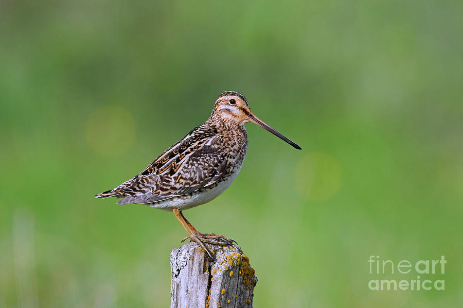 Common Snipe Photograph by Arterra Picture Library